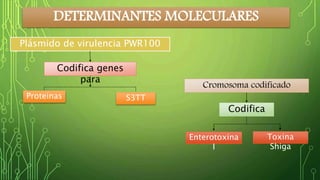 DETERMINANTES MOLECULARES 
Plásmido de virulencia PWR100 
Codifica genes 
para 
Proteinas S3TT 
Cromosoma codificado 
Codifica 
Enterotoxina 
I 
Toxina 
Shiga 
 