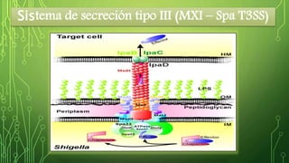Sistema de secreción tipo III (MXI – Spa T3SS) 
 