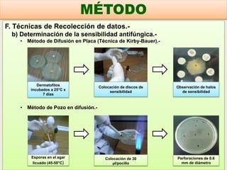 F. Técnicas de Recolección de datos.-
b) Determinación de la sensibilidad antifúngica.-
• Método de Difusión en Placa (Técnica de Kirby-Bauer).-
• Método de Pozo en difusión.-
MÉTODO
Dermatofitos
incubados a 25°C x
7 días
Colocación de discos de
sensibilidad
Observación de halos
de sensibilidad
Esporas en el agar
licuado (45-50°C)
Perforaciones de 0.6
mm de diámetro
Colocación de 30
µl/pocillo
 