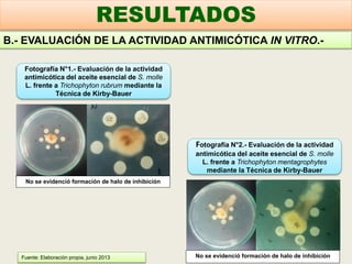 No se evidenció formación de halo de inhibición
No se evidenció formación de halo de inhibición
Fotografía N°1.- Evaluación de la actividad
antimicótica del aceite esencial de S. molle
L. frente a Trichophyton rubrum mediante la
Técnica de Kirby-Bauer
Fotografía N°2.- Evaluación de la actividad
antimicótica del aceite esencial de S. molle
L. frente a Trichophyton mentagrophytes
mediante la Técnica de Kirby-Bauer
B.- EVALUACIÓN DE LA ACTIVIDAD ANTIMICÓTICA IN VITRO.-
RESULTADOS
Fuente: Elaboración propia, junio 2013
 
