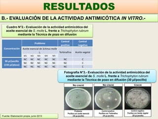 B.- EVALUACIÓN DE LA ACTIVIDAD ANTIMICÓTICA IN VITRO.-
RESULTADOS
Fuente: Elaboración propia, junio 2013
Concentración
Problema
Control
positivo
Control
negativo
Aceite esencial de Schinus molle
L. Terbinafina Aceite vegetal
M1 M2 M3 M4 M5
30 µl/pocillo
(150 µl/placa)
NC NC NC NC NC NC C
NC NC NC NC NC NC C
NC NC NC NC NC NC C
Cuadro N°2.- Evaluación de la actividad antimicótica del
aceite esencial de S. molle L. frente a Trichophyton rubrum
mediante la Técnica de pozo en difusión
Fotografía N°3.- Evaluación de la actividad antimicótica del
aceite esencial de S. molle L. frente a Trichophyton rubrum
mediante la Técnica de pozo en difusión (30 µl/pocillo)
No creció
Control positivo:
Pocillos con Terbinafina
(30 µL/pocillo)
No creció
Problema:
Pocillos con aceite esencial
(30 µL/pocillo)
Creció
Control negativo:
Pocillos con Aceite vegetal
(30 µL/pocillo)
 