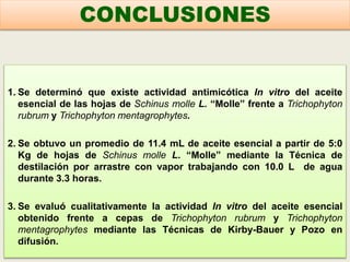 1. Se determinó que existe actividad antimicótica In vitro del aceite
esencial de las hojas de Schinus molle L. “Molle” frente a Trichophyton
rubrum y Trichophyton mentagrophytes.
2. Se obtuvo un promedio de 11.4 mL de aceite esencial a partir de 5:0
Kg de hojas de Schinus molle L. “Molle” mediante la Técnica de
destilación por arrastre con vapor trabajando con 10.0 L de agua
durante 3.3 horas.
3. Se evaluó cualitativamente la actividad In vitro del aceite esencial
obtenido frente a cepas de Trichophyton rubrum y Trichophyton
mentagrophytes mediante las Técnicas de Kirby-Bauer y Pozo en
difusión.
CONCLUSIONES
 
