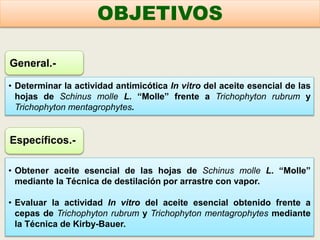 • Determinar la actividad antimicótica In vitro del aceite esencial de las
hojas de Schinus molle L. “Molle” frente a Trichophyton rubrum y
Trichophyton mentagrophytes.
General.-
Específicos.-
• Obtener aceite esencial de las hojas de Schinus molle L. “Molle”
mediante la Técnica de destilación por arrastre con vapor.
• Evaluar la actividad In vitro del aceite esencial obtenido frente a
cepas de Trichophyton rubrum y Trichophyton mentagrophytes mediante
la Técnica de Kirby-Bauer.
OBJETIVOS
 