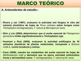 A. Antecedentes de estudio.-
• Rivero y col. (1997), evaluaron la actividad anti fúngica In vitro del
extracto alcohólico de hojas de Pinus caribaea sobre hongos como
Trichophyton mentagrophytes, T. rubrum y Microsporum canis.
• Shin y Lim (2004), determinaron que el aceite esencial de Pelargonium
graveolens inhibe significativamente a Trichophyton spp.
• Huamaní y Ruiz (2005), evaluaron la actividad antifúngica de 10
extractos etanólicos de plantas medicinales, incluyendo a Schinus
molle L. contra levaduras y mohos.
• Cano (2008), estudio los metabolitos del aceite esencial de hojas de
Minthostachys molli y demostró que no ejerce actividad antimicótica
frente a dermatofitos como: T. mentagrophytes, T. rubrum y M. canis.
MARCO TEÓRICO
 