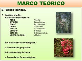 B.- Bases teóricas.-
1. Schinus molle.-
a) Ubicación taxonómica.-
REINO Vegetal
DIVISIÓN Fanerógama
CLASE Dicotiledónea
ORDEN Sapindales
FAMILIA Anacardiácea
GÉNERO Schinus
ESPECIE Schinus molle L.
NOMBRE COMÚN «Molle»
b) Características morfológicas.-
c) Distribución geográfica.-
d) Estudios fitoquímicos.-
e) Propiedades farmacológicas.-
MARCO TEÓRICO
 