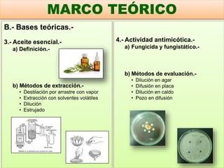 B.- Bases teóricas.-
3.- Aceite esencial.-
a) Definición.-
b) Métodos de extracción.-
• Destilación por arrastre con vapor
• Extracción con solventes volátiles
• Dilución
• Estrujado
MARCO TEÓRICO
4.- Actividad antimicótica.-
a) Fungicida y fungistático.-
b) Métodos de evaluación.-
• Dilución en agar
• Difusión en placa
• Dilución en caldo
• Pozo en difusión
 