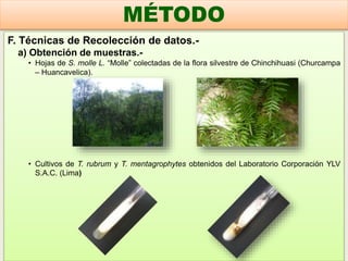 F. Técnicas de Recolección de datos.-
a) Obtención de muestras.-
• Hojas de S. molle L. “Molle” colectadas de la flora silvestre de Chinchihuasi (Churcampa
– Huancavelica).)
• Cultivos de T. rubrum y T. mentagrophytes obtenidos del Laboratorio Corporación YLV
S.A.C. (Lima)
MÉTODO
 