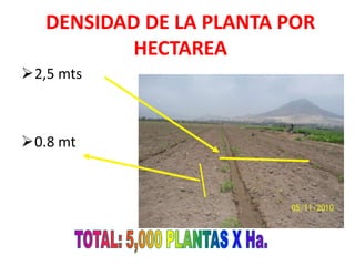 DENSIDAD DE LA PLANTA POR
           HECTAREA
2,5 mts



0.8 mt
 