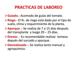 PRACTICAS DE LABOREO
Guiado.- Acomodo de guías del tomate.
Riego.- El Nro de riego está dado por el tipo de
 suelo, clima y requerimiento de la planta.
Aporque .- Se realiza de 7 a 15 días después
 del transplante y luego 20 – 25 días.
Drenes .- Es recomendable realizar tomeos
 depués del surcado y aporque.
Desmalezado .- Se realiza tanto manual y
 agroquímico.
 