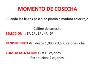 MOMENTO DE COSECHA
Cuando los frutos pasan de pintón a maduro color rojo

                 Calibre de cosecha
SELECCIÓN : 1º, 2º , 3º , 4º, 5º

RENDIMIENTO Van desde 1,000 a 3,500 cajones x ha.

COMERCIALIZACIÓN 12 x 10 cajones
             Retribución: 2 cajones.
 