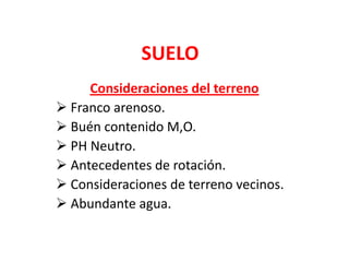 SUELO
     Consideraciones del terreno
 Franco arenoso.
 Buén contenido M,O.
 PH Neutro.
 Antecedentes de rotación.
 Consideraciones de terreno vecinos.
 Abundante agua.
 