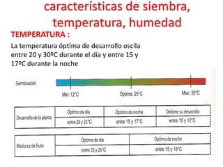 características de siembra,
           temperatura, humedad
TEMPERATURA :
La temperatura óptima de desarrollo oscila
entre 20 y 30ºC durante el día y entre 15 y
17ºC durante la noche
 