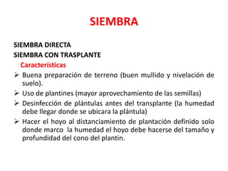 SIEMBRA
SIEMBRA DIRECTA
SIEMBRA CON TRASPLANTE
  Características
 Buena preparación de terreno (buen mullido y nivelación de
   suelo).
 Uso de plantines (mayor aprovechamiento de las semillas)
 Desinfección de plántulas antes del transplante (la humedad
   debe llegar donde se ubicara la plántula)
 Hacer el hoyo al distanciamiento de plantación definido solo
   donde marco la humedad el hoyo debe hacerse del tamaño y
   profundidad del cono del plantin.
 
