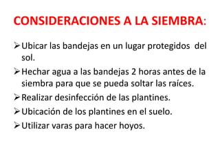 CONSIDERACIONES A LA SIEMBRA:
Ubicar las bandejas en un lugar protegidos del
 sol.
Hechar agua a las bandejas 2 horas antes de la
 siembra para que se pueda soltar las raíces.
Realizar desinfección de las plantines.
Ubicación de los plantines en el suelo.
Utilizar varas para hacer hoyos.
 