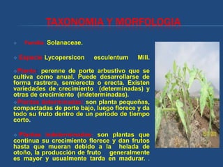 TAXONOMIA Y MORFOLOGIA
    Familia Solanaceae.

   Especie:Lycopersicon   esculentum    Mill.

Planta:  perenne de porte arbustivo que se
cultiva como anual. Puede desarrollarse de
forma rastrera, semierecta o erecta. Existen
variedades de crecimiento (determinadas) y
otras de crecimiento (indeterminadas).
Plantas determinadas: son planta pequeñas,
compactadas de porte bajo, luego florece y da
todo su fruto dentro de un periodo de tiempo
corto.

 Plantas indeterminadas: son plantas que
continua su crecimiento florece y dan frutos
hasta que mueran debido a la helada de
otoño, la producción de fruto generalmente
es mayor y usualmente tarda en madurar. .
 