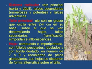    Sistema radicular: raíz principal
    (corta y débil), raíces secundarias
    (numerosas y potentes) y raíces
    adventicias.
   Tallo principal: eje con un grosor
    que oscila entre 2-4 cm en su
    base, sobre el que se van
    desarrollando       hojas,      tallos
    secundarios             (ramificación
    simpoidal) e inflorescencias.
   Hoja: compuesta e imparipinnada,
    con foliolos peciolados, lobulados y
    con borde dentado, en número de
    7 a 9 y recubiertos de pelos
    glandulares. Las hojas se disponen
    de forma alternativa sobre el tallo.
 
