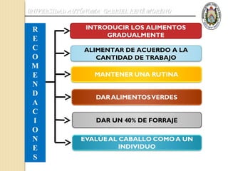 UNIVERSIDAD AUTÓNOMA GABRIEL RENÉ MORENO


 R              INTRODUCIR LOS ALIMENTOS
                     GRADUALMENTE
 E
 C             ALIMENTAR DE ACUERDO A LA
 O                CANTIDAD DE TRABAJO
 M
 E
 N
 D
 A
 C
 I                 DAR UN 40% DE FORRAJE
 O
 N
 E
 S
 
