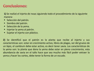 2) Se identificó que el patrón es la planta que recibe al injerto y sus
características son: estar en crecimiento activo, libres de plagas, ser del grueso de
un lápiz, el cambium debe estar activo, es decir tener savia. Las características de
la yema son: la planta que dona la yema debe estar en pleno crecimiento, esta
abundancia de savia en el tallo hace que sea mucho más fácil poder extraer la
yema y hacer los cortes, debe tener la forma de un escudo.
1) Se realizó el injerto de rosas siguiendo todo el procedimiento de la siguiente
manera:
 Selección del patrón.
 Siembra del patrón.
 Selección de la yema.
 Injertar la yema al patrón.
 Sujetar el injerto con plástico.
 