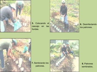 5. Colocando el
cascajo en las
fundas.
6. Desinfectando
los patrones.
7. Sembrando los
patrones.
8. Patrones
sembrados.
 