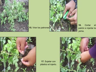 15. Virar los patrones.
16. Cortar el
patrón e injertar la
yema.
17. Sujetar con
plástico el injerto.
 
