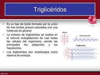 Triglicéridos
• Es un tipo de lípido formado por la unión
de tres ácidos grasos saturados con una
molécula de glicerol.
• ...