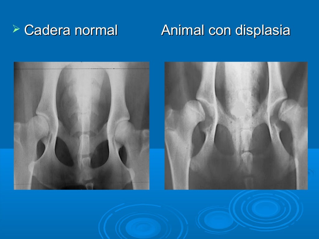 Displasia de cadera en caninos