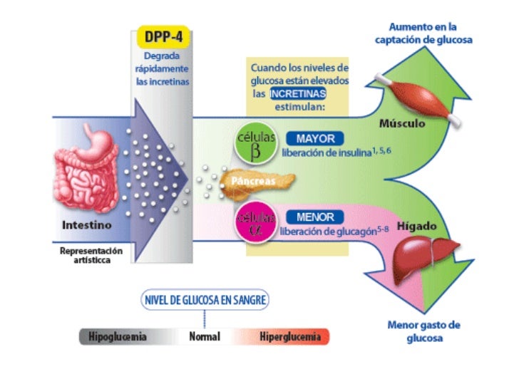 Diabetes Mellitus tipo 2 Diabetes Mellitus tipo 2