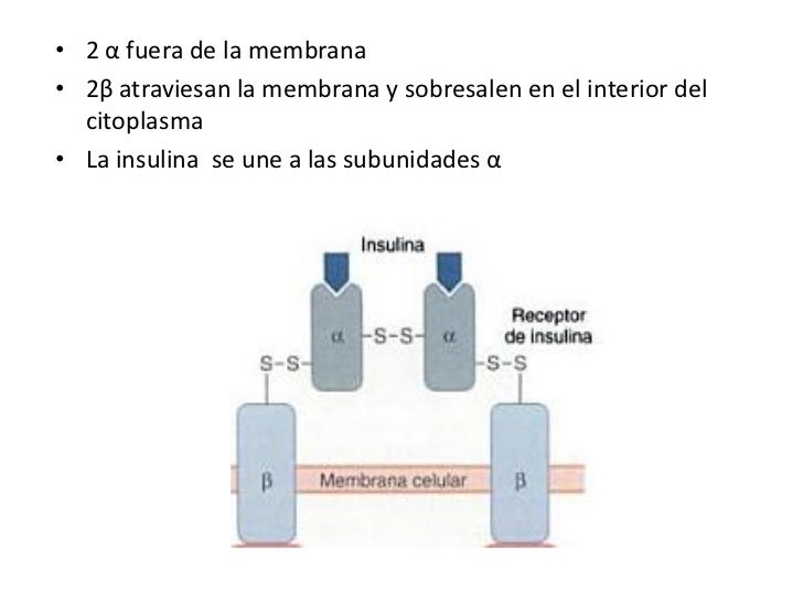 Diabetes Mellitus tipo 2 Diabetes Mellitus tipo 2