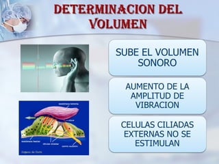 DETERMINACION DEL VOLUMEN