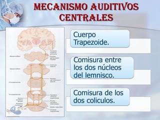 MECANISMO AUDITIVOS CENTRALES