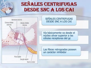 SEÑALES CENTRIFUGAS DESDE SNC A LOS CAI