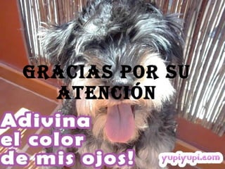 GRACIAS POR SU ATENCIÓN