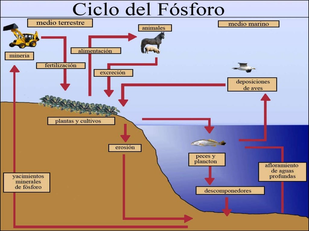 Ciclo Del Fosforo Y Del Azufre
