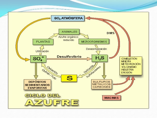 Ciclos biogeoquimicos del Azufre y Fosforo