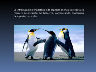 La introducción o importación de especies animales o vegetales requiere autorización del Gobierno, considerando: Protección de especies naturales. 