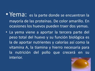 • Yema: es la parte donde se encuentran la
mayoría de las proteínas. De color amarillo. En
ocasiones los huevos pueden traer dos yemas.
• La yema viene a aportar la tercera parte del
peso total del huevo y su función biológica es
la de aportar nutrientes y calorías así como la
vitamina A, la tiamina y hierro necesaria para
la nutrición del pollo que crecerá en su
interior.
 