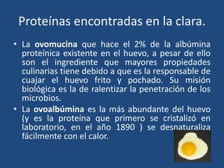 Proteínas encontradas en la clara.
• La ovomucina que hace el 2% de la albúmina
proteínica existente en el huevo, a pesar de ello
son el ingrediente que mayores propiedades
culinarias tiene debido a que es la responsable de
cuajar el huevo frito y pochado. Su misión
biológica es la de ralentizar la penetración de los
microbios.
• La ovoalbúmina es la más abundante del huevo
(y es la proteína que primero se cristalizó en
laboratorio, en el año 1890 ) se desnaturaliza
fácilmente con el calor.
 