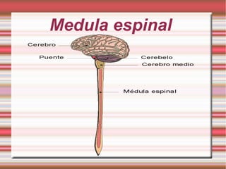 Medula espinal
 
