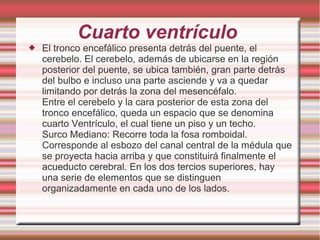 Cuarto ventrículo
 El tronco encefálico presenta detrás del puente, el
cerebelo. El cerebelo, además de ubicarse en la región
posterior del puente, se ubica también, gran parte detrás
del bulbo e incluso una parte asciende y va a quedar
limitando por detrás la zona del mesencéfalo.
Entre el cerebelo y la cara posterior de esta zona del
tronco encefálico, queda un espacio que se denomina
cuarto Ventrículo, el cual tiene un piso y un techo.
Surco Mediano: Recorre toda la fosa romboidal.
Corresponde al esbozo del canal central de la médula que
se proyecta hacia arriba y que constituirá finalmente el
acueducto cerebral. En los dos tercios superiores, hay
una serie de elementos que se distinguen
organizadamente en cada uno de los lados.
 