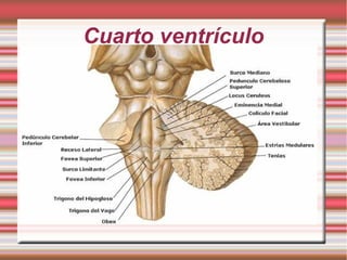 Cuarto ventrículo
 