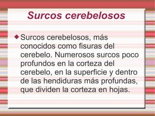 Surcos cerebelosos
Surcos cerebelosos, más
conocidos como fisuras del
cerebelo. Numerosos surcos poco
profundos en la corteza del
cerebelo, en la superficie y dentro
de las hendiduras más profundas,
que dividen la corteza en hojas.
 