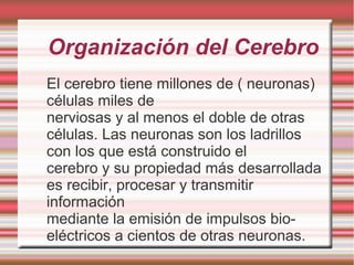 Organización del Cerebro
El cerebro tiene millones de ( neuronas)
células miles de
nerviosas y al menos el doble de otras
células. Las neuronas son los ladrillos
con los que está construido el
cerebro y su propiedad más desarrollada
es recibir, procesar y transmitir
información
mediante la emisión de impulsos bio-
eléctricos a cientos de otras neuronas.
 