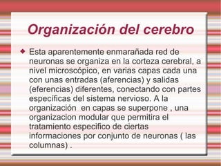 Organización del cerebro
 Esta aparentemente enmarañada red de
neuronas se organiza en la corteza cerebral, a
nivel microscópico, en varias capas cada una
con unas entradas (aferencias) y salidas
(eferencias) diferentes, conectando con partes
específicas del sistema nervioso. A la
organización en capas se superpone , una
organizacion modular que permitira el
tratamiento especifico de ciertas
informaciones por conjunto de neuronas ( las
columnas) .
 