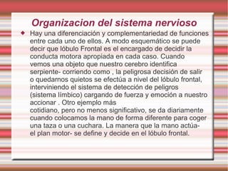 Organizacion del sistema nervioso
 Hay una diferenciación y complementariedad de funciones
entre cada uno de ellos. A modo esquemático se puede
decir que lóbulo Frontal es el encargado de decidir la
conducta motora apropiada en cada caso. Cuando
vemos una objeto que nuestro cerebro identifica
serpiente- corriendo como , la peligrosa decisión de salir
o quedarnos quietos se efectúa a nivel del lóbulo frontal,
interviniendo el sistema de detección de peligros
(sistema límbico) cargando de fuerza y emoción a nuestro
accionar . Otro ejemplo más
cotidiano, pero no menos significativo, se da diariamente
cuando colocamos la mano de forma diferente para coger
una taza o una cuchara. La manera que la mano actúa-
el plan motor- se define y decide en el lóbulo frontal.
 