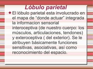 Lóbulo parietal
 El lóbulo parietal esta involucrado en
el mapa de “donde actuar” integrada
la informacion sensorial
interoceptiva (de nuestro cuerpo: los
músculos, articulaciones, tendones)
y exteroceptiva ( del exterior). Se le
atribuyen básicamente funciones
sensitivas, asociativas, así como
reconocimiento del espacio.
 