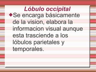 Lóbulo occipital
Se encarga básicamente
de la vision, elabora la
informacion visual aunque
esta trasciende a los
lóbulos parietales y
temporales.
 