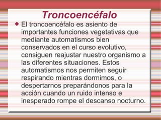 Troncoencéfalo
 El troncoencéfalo es asiento de
importantes funciones vegetativas que
mediante automatismos bien
conservados en el curso evolutivo,
consiguen reajustar nuestro organismo a
las diferentes situaciones. Estos
automatismos nos permiten seguir
respirando mientras dormimos, o
despertarnos preparándonos para la
acción cuando un ruido intenso e
inesperado rompe el descanso nocturno.
 