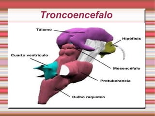 Troncoencefalo
 