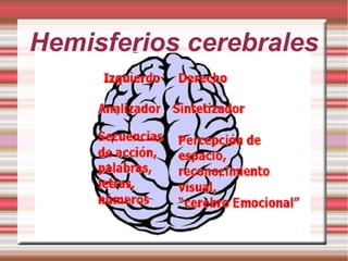 Hemisferios cerebrales
 