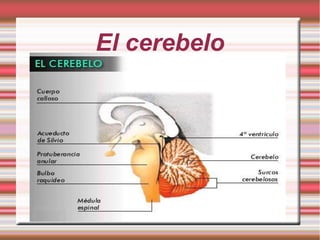 El cerebelo
 